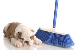 bigstock-Bulldog-Puppy-With-Broom-6572804