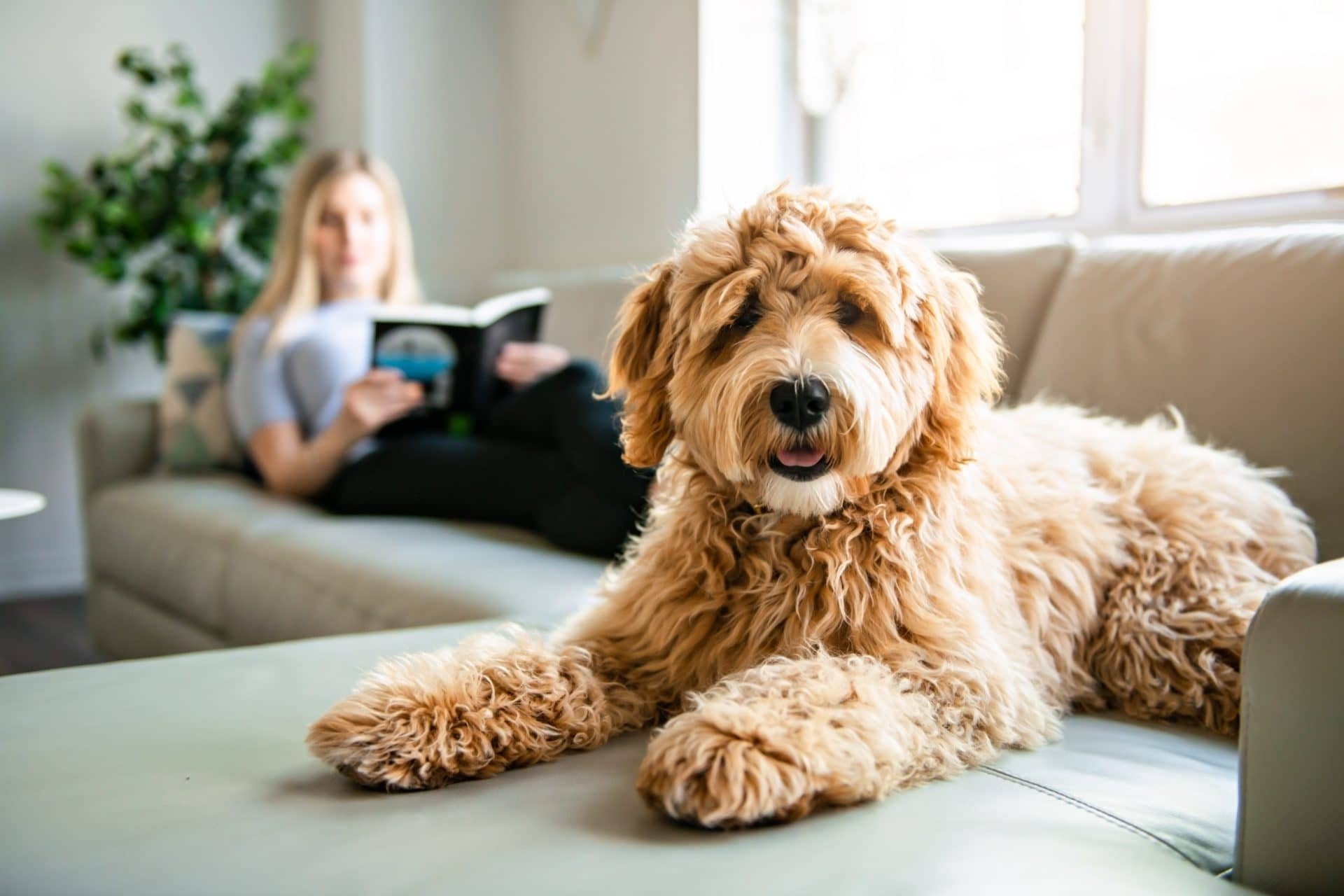 istock-pet-on-sofa